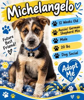 Michaelangelo -  Australian Shepherd Dog for Adoption in Rock Hill, New York - Michaelangelo | PetCurious