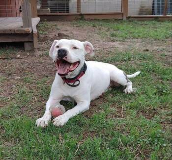 Rescue American Bulldog and Dogo Argentino Dogs for Adoption in Seguin, Texas - Buddy | PetCurious