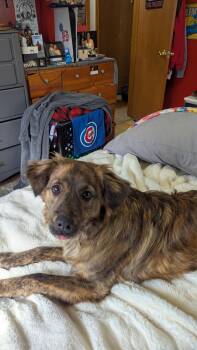 Bryan -  Poodle and Shetland Sheepdog Sheltie Dog for Adoption in Zimmerman, Minnesota - Bryan | PetCurious