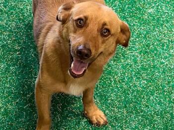 KING -  German Shepherd Dog Dog for Adoption in Fort Lauderdale, Florida - KING | PetCurious