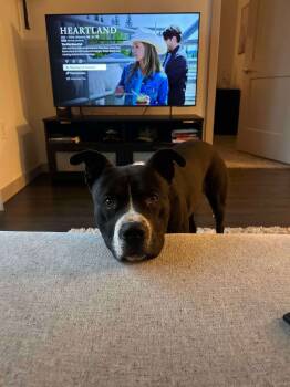 Rescue Pit Bull Terrier and Mixed Breed Dogs for Adoption in Edmond, Oklahoma - Eddie | PetCurious