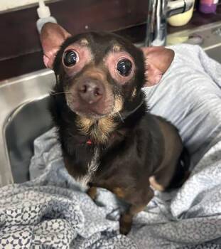 Mixed Breed Dogs Available for Adoption in Nashville, Tennessee - Dobby | PetCurious