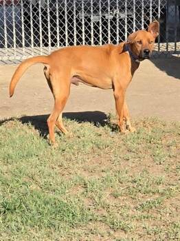 DUKE -  Bloodhound and Mixed Breed Dog for Adoption in Riverside, California - DUKE | PetCurious