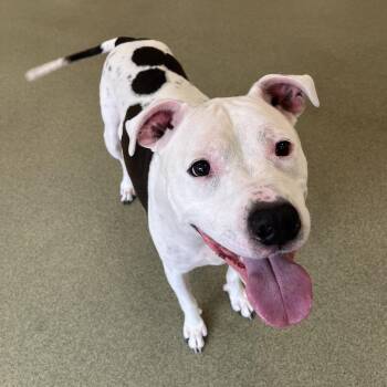 Bronx -  Pit Bull Terrier Dog for Adoption in Chicago, Illinois - Bronx | PetCurious