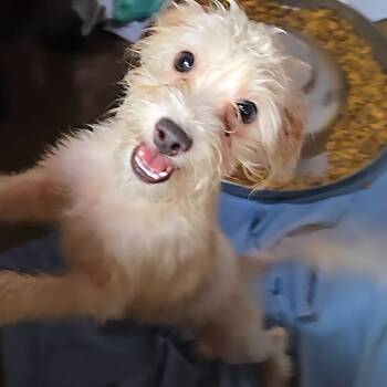 Rescue Yorkshire Terrier Dogs for Adoption in Helena, Alabama - Mitzu | PetCurious