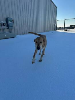 Labrador Retriever and Great Dane Dogs Available for Adoption - Luke Skywalker | PetCurious