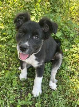 Dipper -  Border Collie Dog for Adoption in Newport, New Hampshire - Dipper | PetCurious