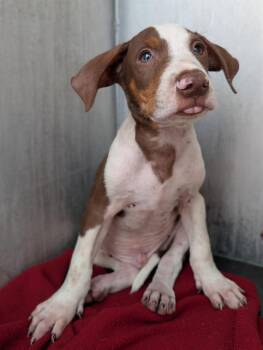 RICHIE -  Plott Hound Dog for Adoption in San Antonio, Texas - RICHIE | PetCurious