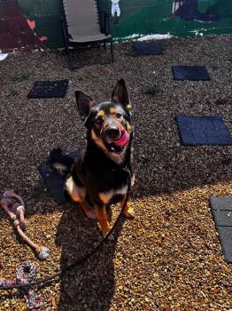German Shepherd Dog Dogs Available for Adoption - Diesel | PetCurious