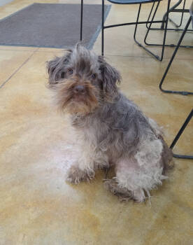 Rescue Schnauzer Dogs for Adoption in Austin, Minnesota - Dixie | PetCurious