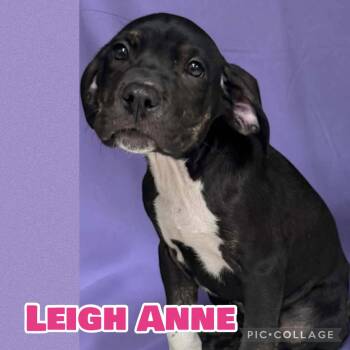 Leigh Anne -  Labrador Retriever and Boxer Dog for Adoption in Ringwood, New Jersey - Leigh Anne | PetCurious