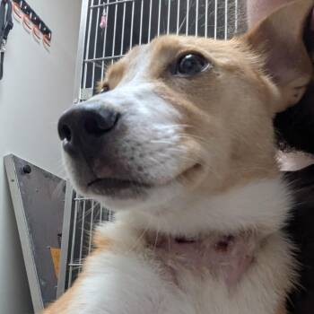 Foxy -  Shepherd Dog for Adoption in Birmingham, Alabama - Foxy | PetCurious