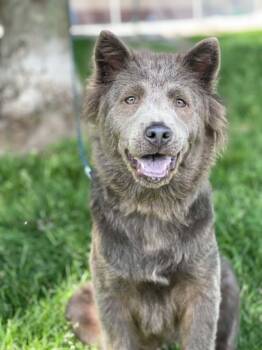 Chow Chow Dogs Available for Adoption in Springfield, Illinois - Ash | PetCurious