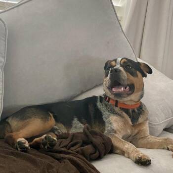 Sheriff Buzby -  Cattle Dog and American Staffordshire Terrier Dog for Adoption in Los Angeles, California - Sheriff Buzby | PetCurious