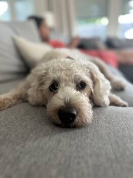 Lola Holla -  Labradoodle Dog for Adoption in Garland, Texas - Lola Holla | PetCurious
