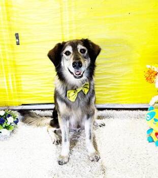 Rescue Labrador Retriever Dogs for Adoption in Castro Valley, California - HARVO | PetCurious