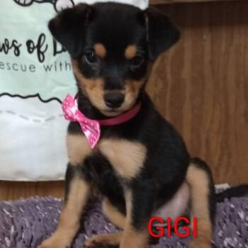 Chihuahua and Chocolate Labrador Retriever Dogs Available for Adoption - GIGI | PetCurious