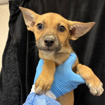 Truffles -  Shepherd and Mixed Breed Dog for Adoption in San Antonio, Texas - Truffles | PetCurious