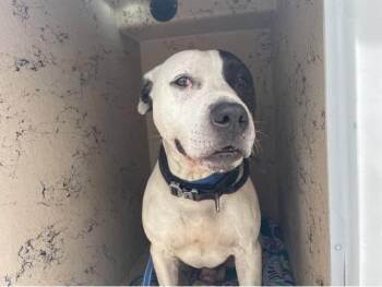 LARRY -  Mixed Breed Dog Available for Adoption in West Palm Beach, Florida - LARRY | PetCurious