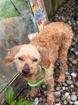 Poodle Dogs Available for Adoption in Buffalo, New York - Ziggy | PetCurious
