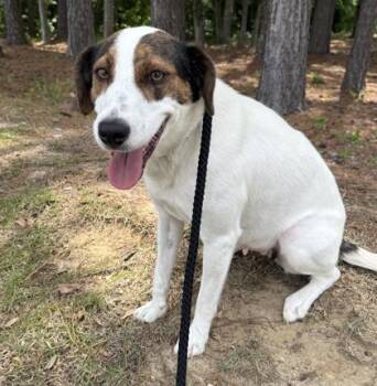 Cherry -  Parson Russell Terrier and Hound Dog for Adoption in Conway, South Carolina - Cherry | PetCurious