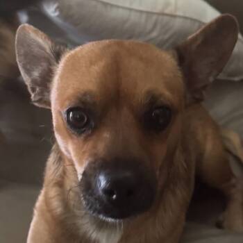 Rescue Chihuahua Dogs for Adoption in Las Vegas, Nevada - Spinner F NV | PetCurious