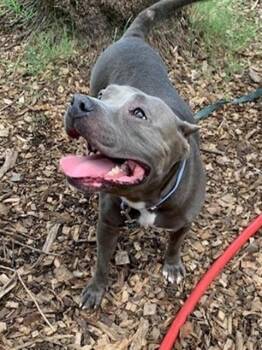 Mixed Breed Dogs Available for Adoption in Jacksonville, Florida - LOVEE | PetCurious