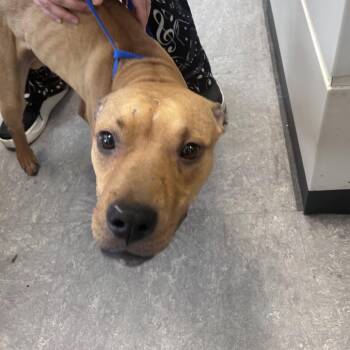 Mixed Breed Dogs Available for Adoption in Philadelphia, Pennsylvania - Stacks | PetCurious