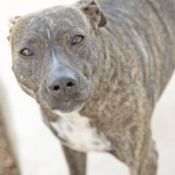 Bowie -  Terrier and Mountain Cur Dog for Adoption in Abilene, Texas - Bowie | PetCurious