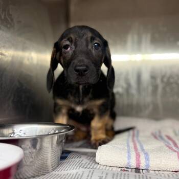 Mixed Breed Dogs Available for Adoption - Annie | PetCurious