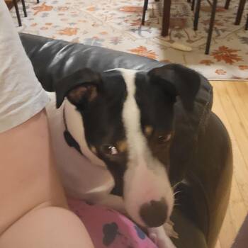 Rescue Jack Russell Terrier Dogs for Adoption in Pleasant Valley, New York - Jax | PetCurious