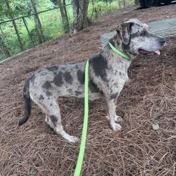 Merlot -  Mixed Breed Dog for Adoption in Binghamton, New York - Merlot | PetCurious