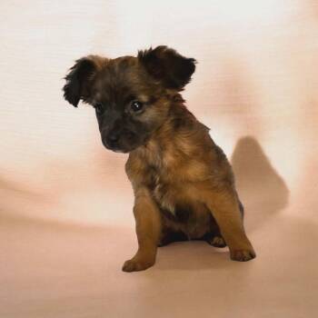 Mixed Breed Dogs Available for Adoption - Terry | PetCurious
