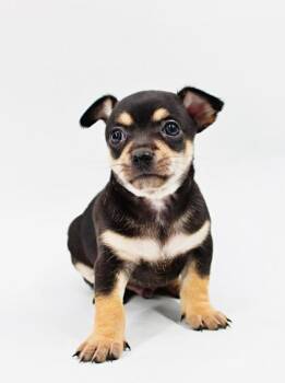 Chihuahua and Mixed Breed Dogs Available for Adoption in Morton Grove, Illinois - Dennis | PetCurious