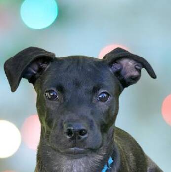 Rylie -  Mixed Breed Dog for Adoption in Schaumburg, Illinois - Rylie | PetCurious