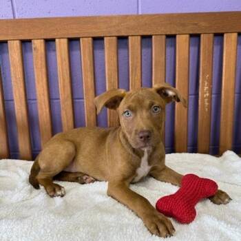 **PIXIE** -  Labrador Retriever Dog for Adoption in North Prairie, Wisconsin - **PIXIE** | PetCurious