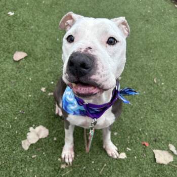 Pit Bull Terrier and American Staffordshire Terrier Dogs Available for Adoption - Kim Possible | PetCurious