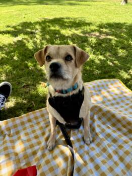 Terrier Dogs Available for Adoption in Pasadena, California - Wilbur | PetCurious