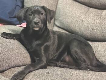 Pomeranian and Labrador Retriever Dogs Available for Adoption - Neasa | PetCurious