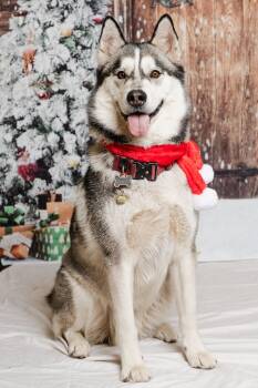 Siberian Husky Dogs Available for Adoption in Walnut Creek, California - Buck | PetCurious