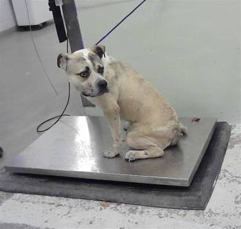 Staffordshire Bull Terrier and Mixed Breed Dogs Available for Adoption - RYDER | PetCurious