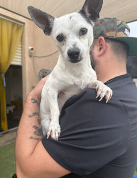 Rescue Chihuahua and Terrier Dogs for Adoption in New York, New York - Spoon | PetCurious