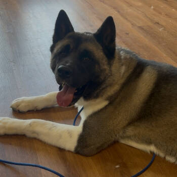 Rescue Akita Dogs for Adoption - Benji | PetCurious