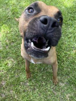Ozzy Porter -  Boxer Dog for Adoption in Boston, Massachusetts - Ozzy Porter | PetCurious