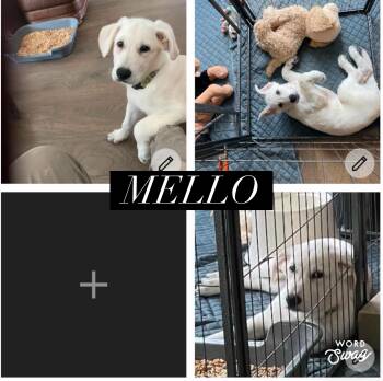 Mello -  Golden Retriever and German Shepherd Dog Dog for Adoption in New Braunfels, Texas - Mello | PetCurious