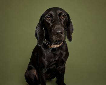 Hollie -  Labrador Retriever and Hound Dog for Adoption in Bedford, Virginia - Hollie | PetCurious
