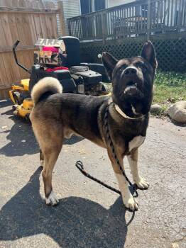 Rescue Akita Dogs for Adoption in Chicago, Illinois - Frankie | PetCurious