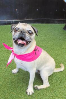 Jessy *Bonded to Bullseye* / Bullseye *Bonded to Jessy* -  Pug Dog for Adoption in Gardena, California - Jessy *Bonded To Bullseye* / Bullseye *Bonded To Jessy* | PetCurious