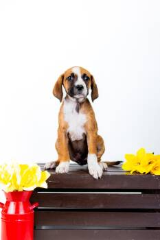 Hound Dogs Available for Adoption in Brighton, Colorado - 356-26 | PetCurious