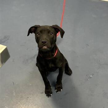 Mixed Breed Dogs Available for Adoption in Greensboro, North Carolina - Whatchamacallit | PetCurious